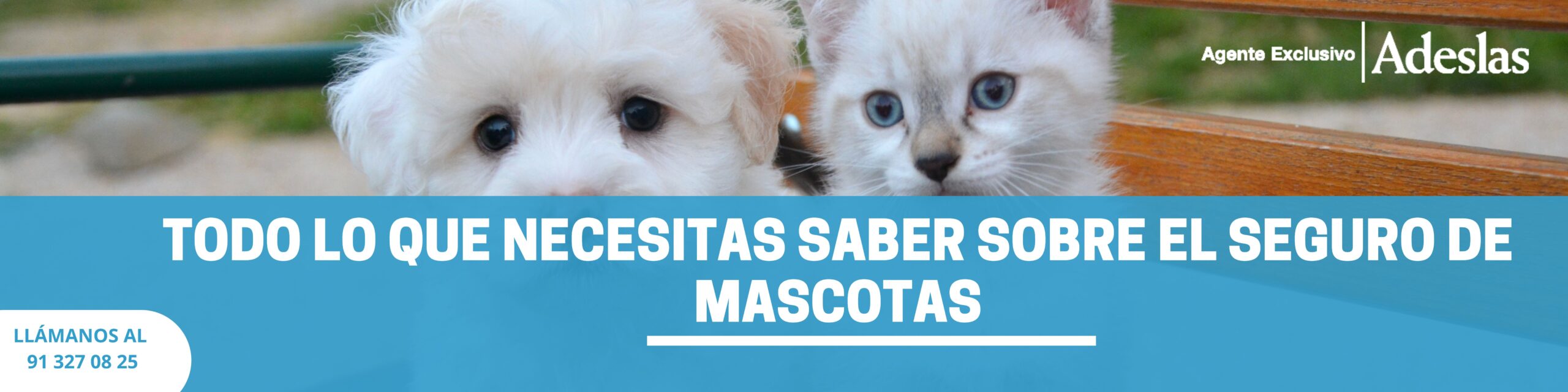 Todo lo que necesitas saber sobre el seguro de mascotas