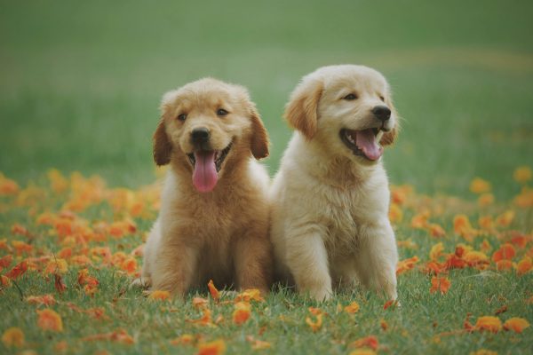 PERROS CON SEGURO DE MASCOTAS EN ESPAÑA